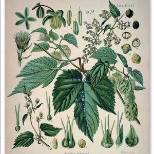 Meet your Posher, Brookanne